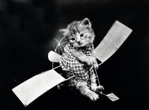 cute-cat-vintage-photo.jpg