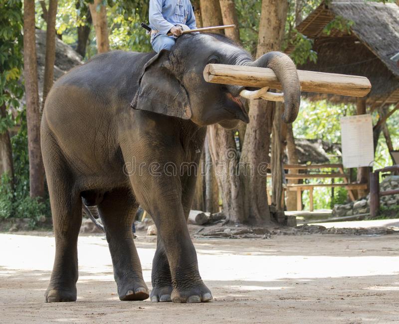 Show Thai Elephants Lifting Large Timber Bigger Logs in the Past Stock  Image - Image of mammal, vintage: 137890599