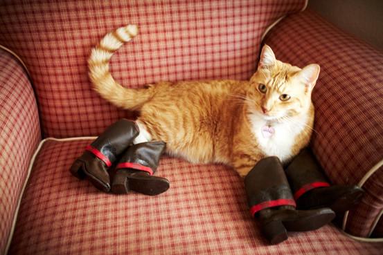 Catsparella: Dress Your Puss in Real Life Boots