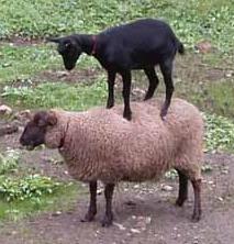 sheep_goat.jpg