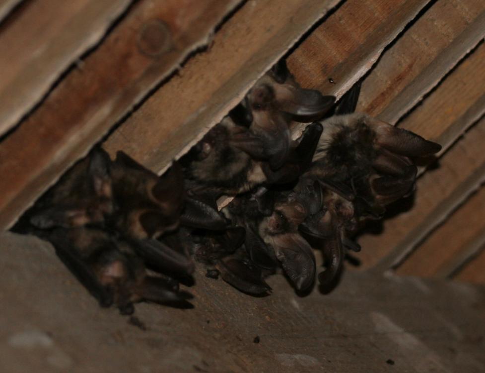 Bats-3.jpg