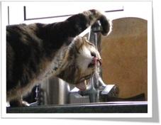 cat-drinking-from-tap.jpg.03fbf76c1c95da797201829b95522492.jpg