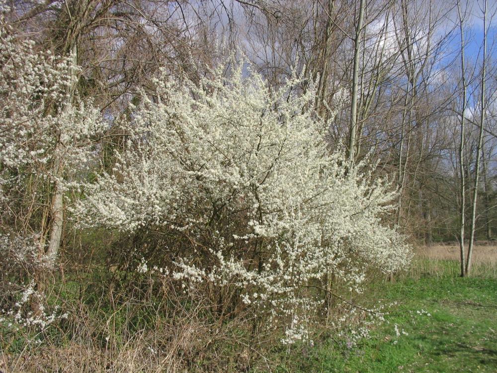 blackthorn-sloe-2.thumb.jpg.c4f87667397b721ffcc7f5db902b1a4f.jpg