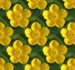 buttercup.jpg.c41087948e677260d96a29c6e5bb7f3b.jpg