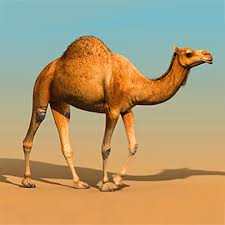 Camel.jpg.1f9d99e7422427e37ba7eede61a0303c.jpg